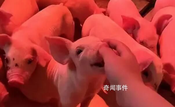 兩年半存款20萬 95后涌向養(yǎng)豬場