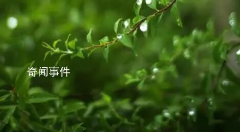 清明節南北習俗有何不同 北方注重修墳南方燒紙錢等