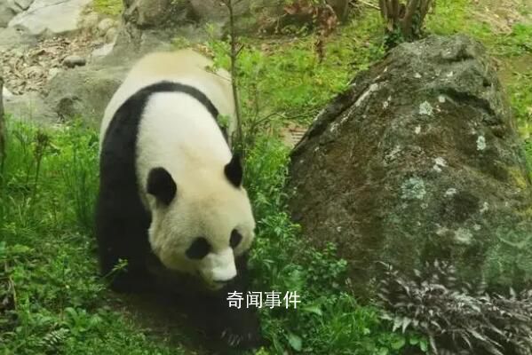 美香等旅美熊貓有乞食行為?官方回應(yīng)