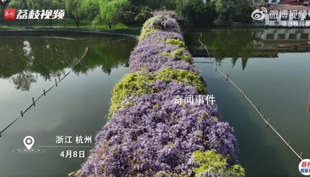 浙大一個(gè)走廊被紫藤花淹沒 好似一片紫色云霞