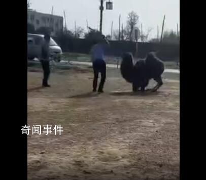 景區(qū)駱駝被輪番棒打屈膝求饒 嘴巴被打腫流血