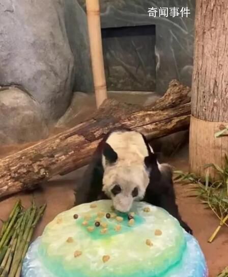丫丫將由美國聯(lián)邦快遞直接送至上海 美方獸醫(yī)將陪同旅美大熊貓丫丫回中國