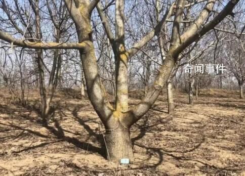 4500棵核桃樹(shù)種12年被人齊根鋸斷 向相關(guān)部門反映希望找到嫌疑人但至今毫無(wú)音訊