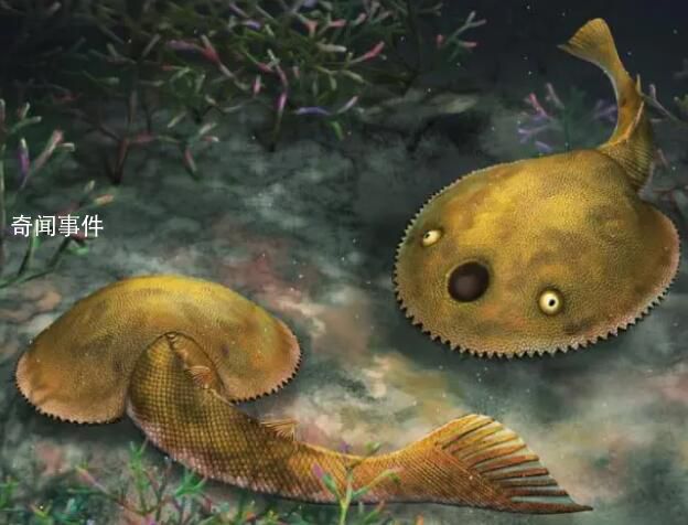 廣西發現九尾狐甲魚化石 是世界首個完整保存尾鰭的盔甲魚類化石
