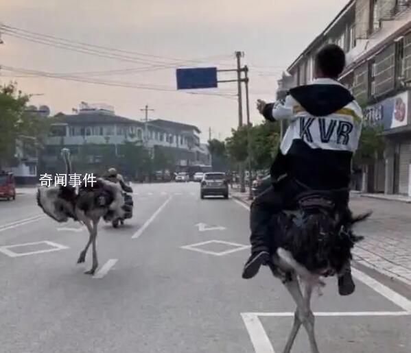 男子機(jī)動(dòng)車道上騎鴕鳥 還拍視頻炫耀