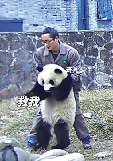 熊貓胡蘿卜卡喉飼養員海姆立克施救 很快胡蘿卜塊成功掉出