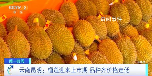 榴蓮批發(fā)價1斤低至20元 開始大量上市