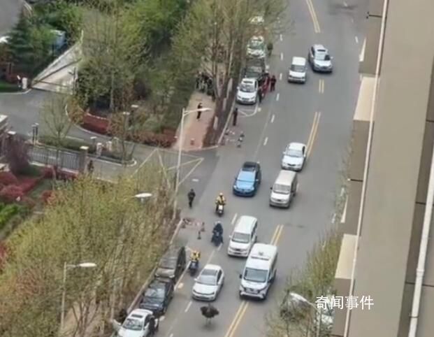 青島一鴕鳥在車流中狂奔 當(dāng)天已抓獲