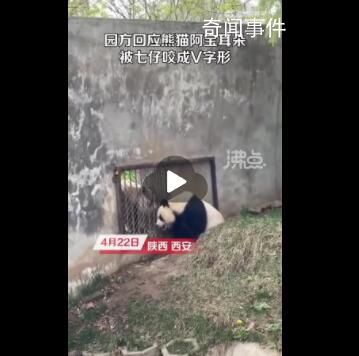 園方回應熊貓阿寶耳朵被咬成V形 無大礙繁殖期較激動