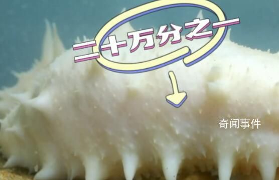 科研人員發(fā)現(xiàn)基因突變白海參 由正常黑海參突變而來概率是二十萬分之一
