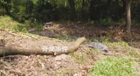 網傳“農管”砍樹拔菜 基層人員發聲