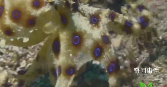 藍環(huán)章魚的毒沒有解藥 藍環(huán)章魚可以吃嗎?