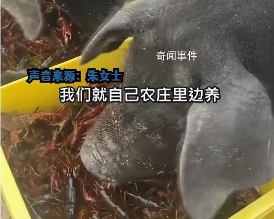 女子每天用上百斤小龍蝦喂豬 回應：自己養殖的蝦日產千斤