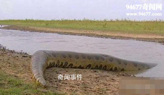 民間關(guān)于蛇的傳說(shuō)有哪些 世界關(guān)于蛇的神話傳說(shuō)有哪些