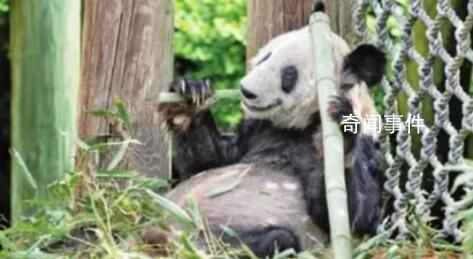 “丫丫”落地時現場接機群眾歡呼 紛紛用自己獨特的方式歡迎丫丫回家