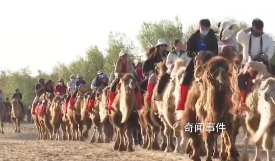 敦煌為駱駝專設(shè)紅綠燈 景區(qū)堵駱駝成為今年假日新現(xiàn)象