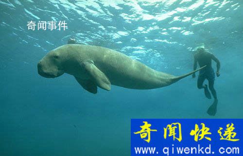 世界上真的有美人魚(yú)嗎 美人魚(yú)真的存在過(guò)嗎