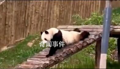 被大熊貓的演技徹底征服了 網(wǎng)友：秦韻你這個(gè)老六