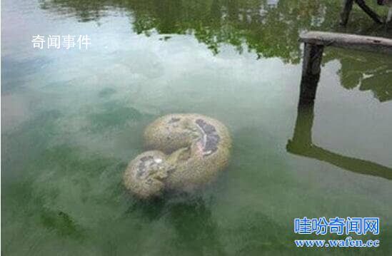 福建左海湖水怪真身是什么動(dòng)物 左海湖水怪之謎完整版