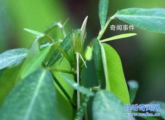 跳舞草為什么會(huì)跳舞 風(fēng)流草是什么樣的植物