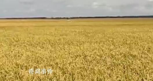 14億多人的飯碗端得穩、端得牢 夯實糧食安全根基