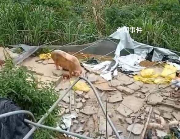 養(yǎng)豬戶疑用改裝槍射傷3人已自首 當(dāng)?shù)鼐綄ζ鋺屹p5萬元通緝