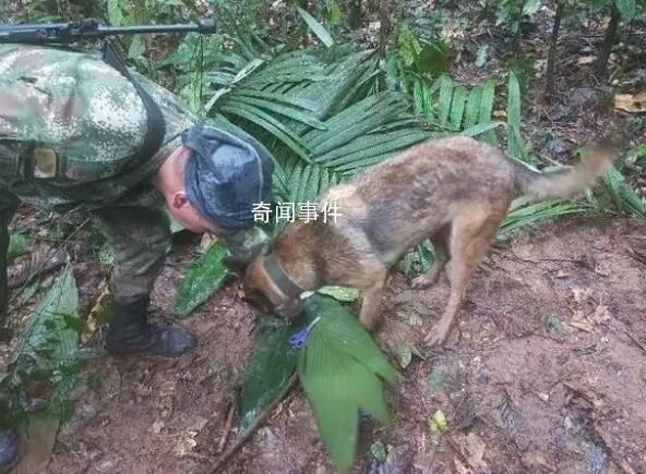飛機失事超兩周后找到4名幸存兒童 事故后一直叢林中游蕩