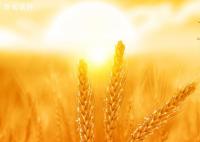 2023年芒種節(jié)氣是幾月幾日 芒種習俗有哪些
