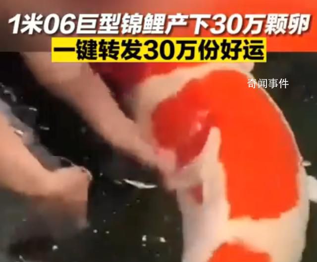 濟南巨無霸錦鯉順利產卵30萬顆 網友：可以許30萬個愿望