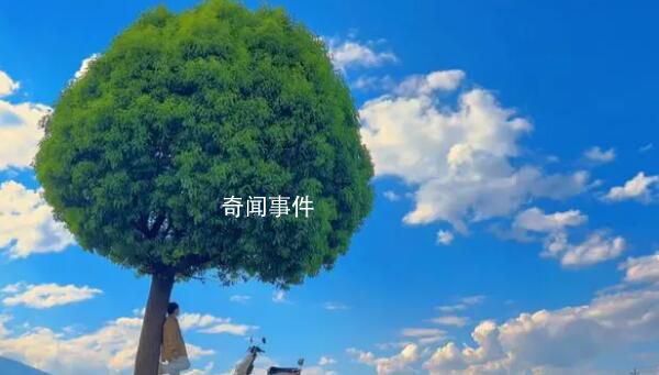 大理回應棒棒糖樹被嘲“買家秀” 棒棒糖樹是一顆普通的樹并非景點