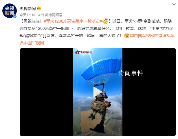 軍犬1200米高空跳傘一臉淡定 圓滿(mǎn)完成跳傘任務(wù)