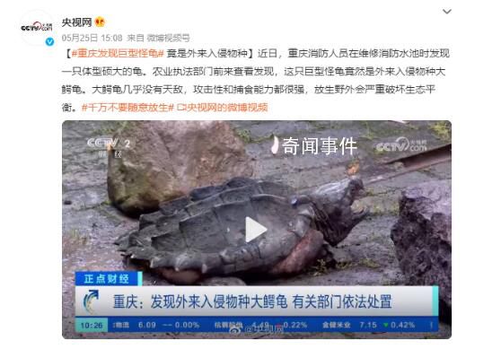重慶發(fā)現(xiàn)巨型怪龜 重達(dá)50斤絕對(duì)是一個(gè)巨無(wú)霸存在