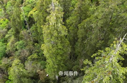 西藏境內(nèi)發(fā)現(xiàn)亞洲第一高樹 高達(dá)102.3米的西藏柏木