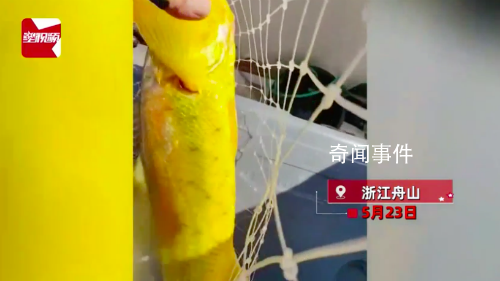 游客釣上野生大黃魚 市場價過萬