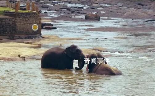 野象河中玩水消暑上演按頭殺 快樂(lè)氛圍溢出屏幕