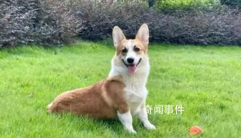 柯基被砍當(dāng)事女子稱將起訴離婚 引發(fā)社會廣泛關(guān)注