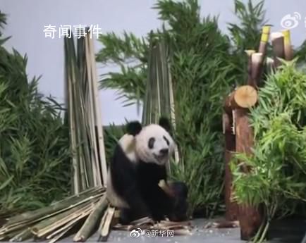 丫丫笑成了表情包 這樣可愛(ài)的畫(huà)面讓不少網(wǎng)友萌化了