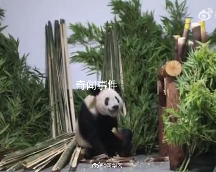 丫丫肉眼可見地胖了 回京后需靜養(yǎng)
