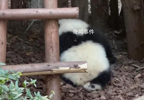 大熊貓園潤(rùn)遭男子潑水 相關(guān)詞條頓時(shí)登上熱搜