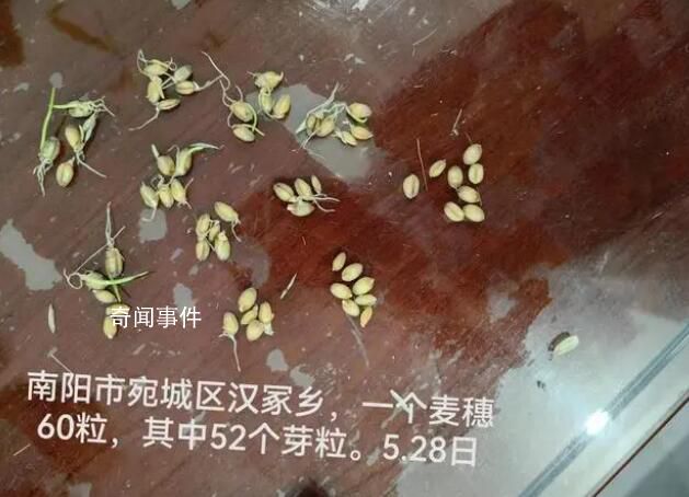 河南農(nóng)戶陷搶收之困:家里小麥全受災(zāi)