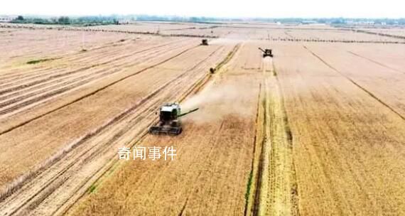 河南小麥怎么了?小麥發(fā)芽發(fā)霉到底是什么原因