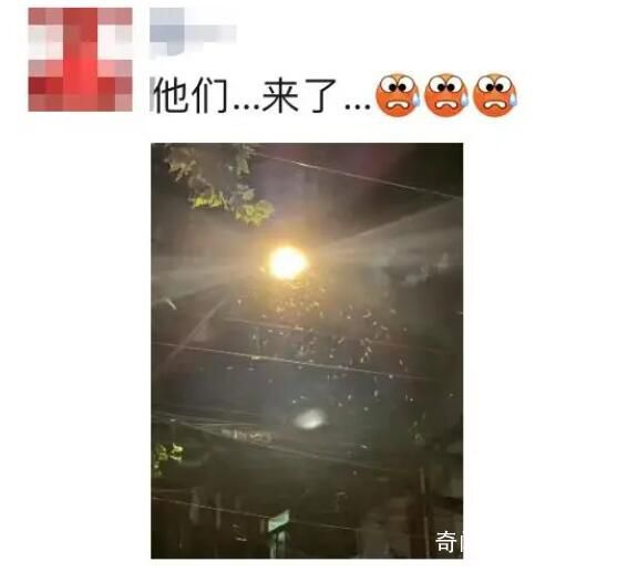 上海白蟻來襲 網(wǎng)友：太嚇人了