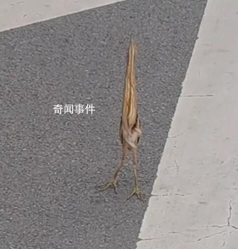 路遇怪鳥薄如紙片 原來竟是國家二級(jí)保護(hù)動(dòng)物