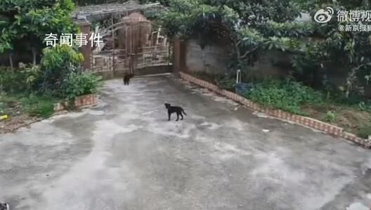 大象破門闖入居民家吃飯菜 事后也有保險(xiǎn)公司到家中查看會(huì)給予賠償