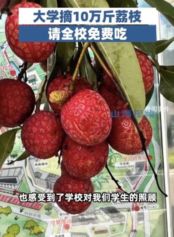 大學(xué)摘10萬斤荔枝請學(xué)生免費吃 網(wǎng)友：羨慕已經(jīng)說累了