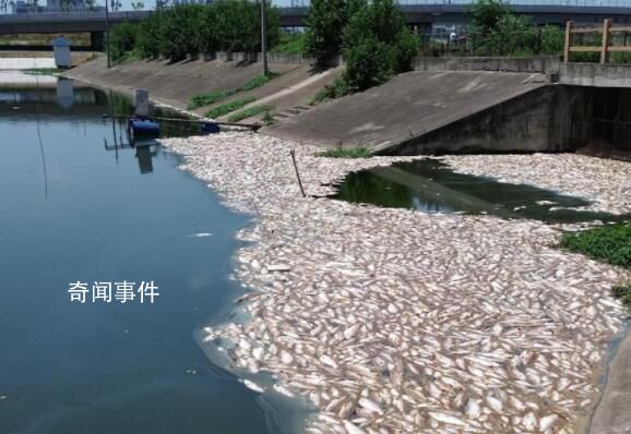 合肥一魚(yú)塘7萬(wàn)斤魚(yú)突然死亡 損失得上百萬(wàn)了