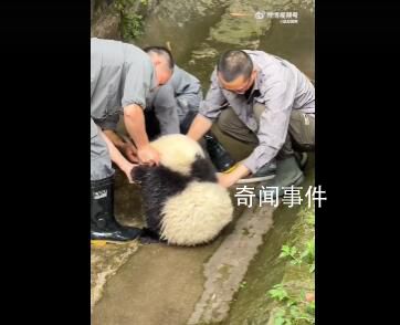 大熊貓洗澡兩個(gè)半人摁半個(gè)負(fù)責(zé)洗 網(wǎng)友：怎么旁邊那個(gè)還在悠閑啃竹子不過(guò)來(lái)看熱鬧