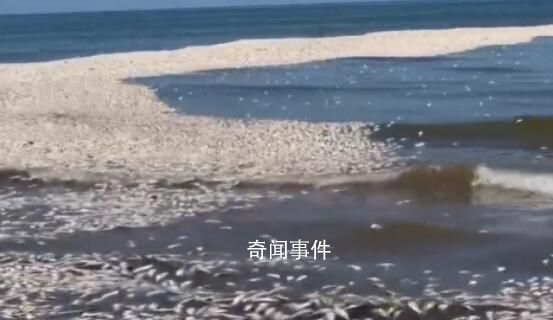 美國一地數(shù)千條鯡魚突然死亡 原因是近海淺水區(qū)缺氧