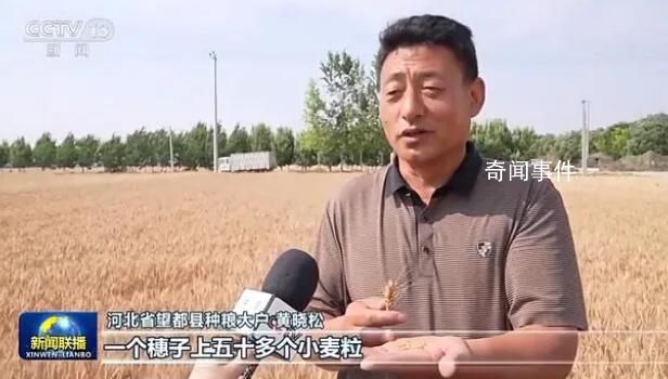 穩(wěn)產(chǎn)保豐 小麥主產(chǎn)區(qū)有這些舉措