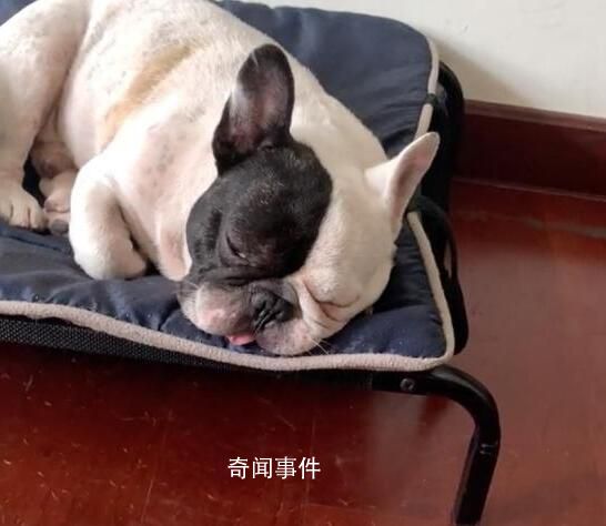 狗狗嫌天熱自己坐電梯回家 網(wǎng)友：你狗子人緣還怪好的呢